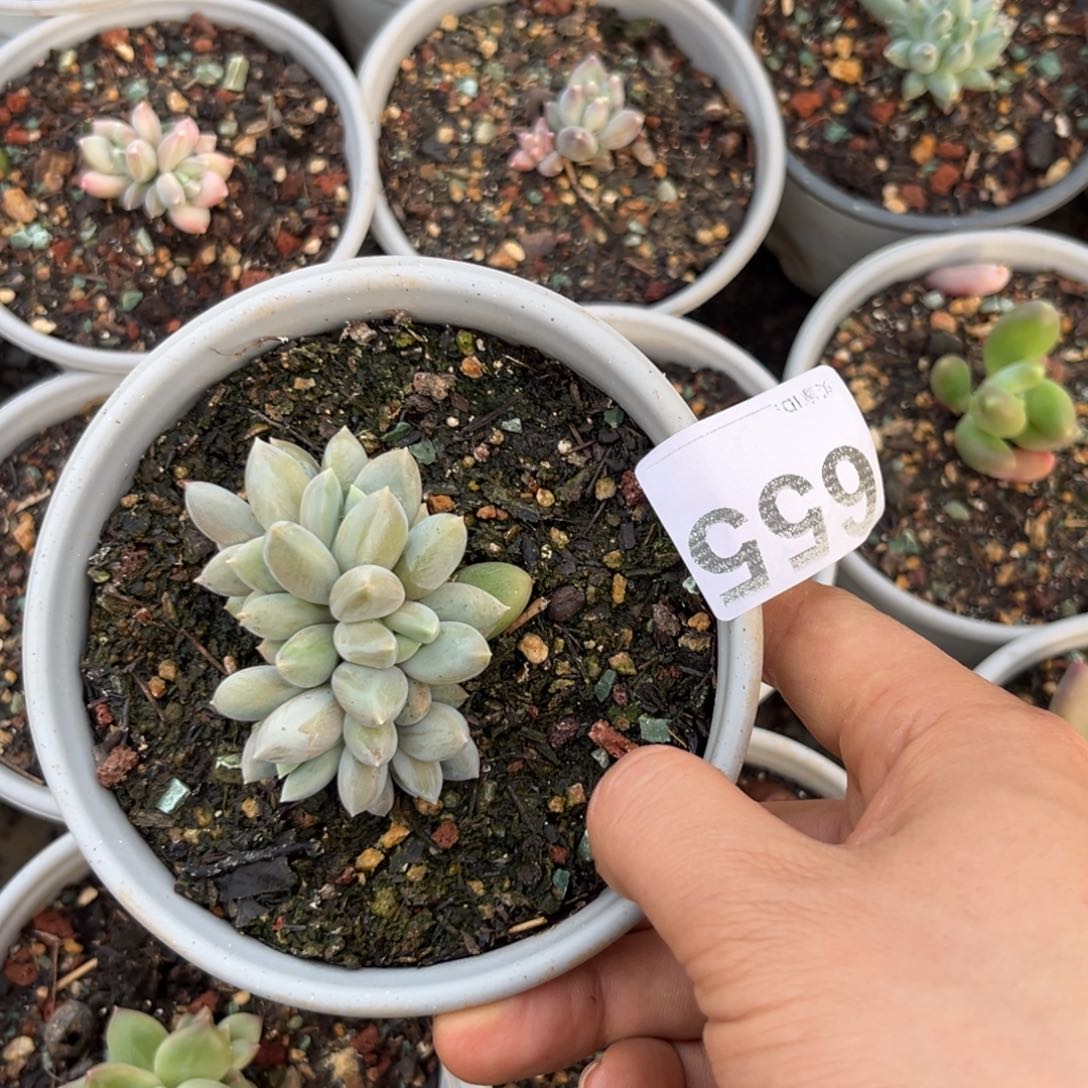 多肉植物哥特群655