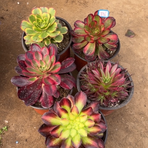 896多肉植物组合