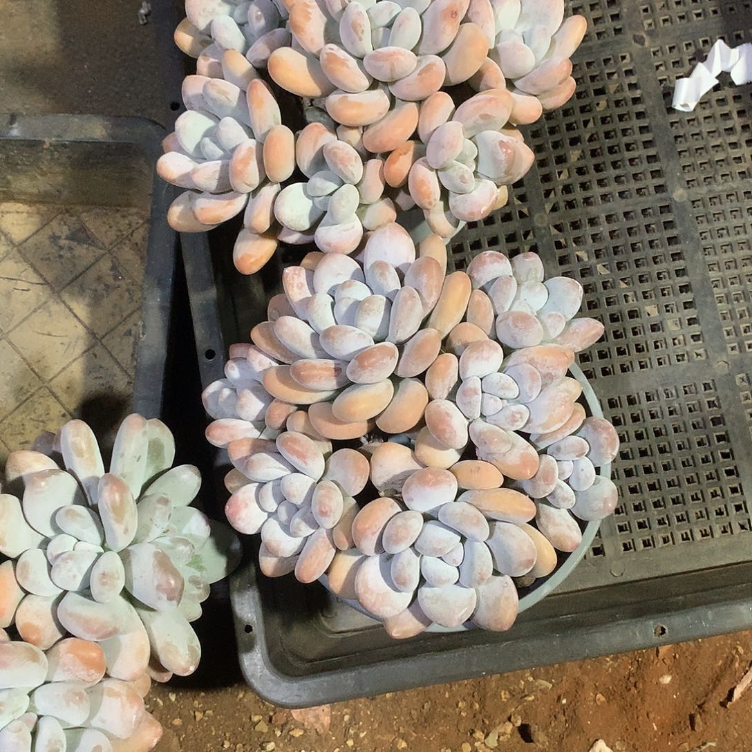 ****友精控香奶老庄多肉