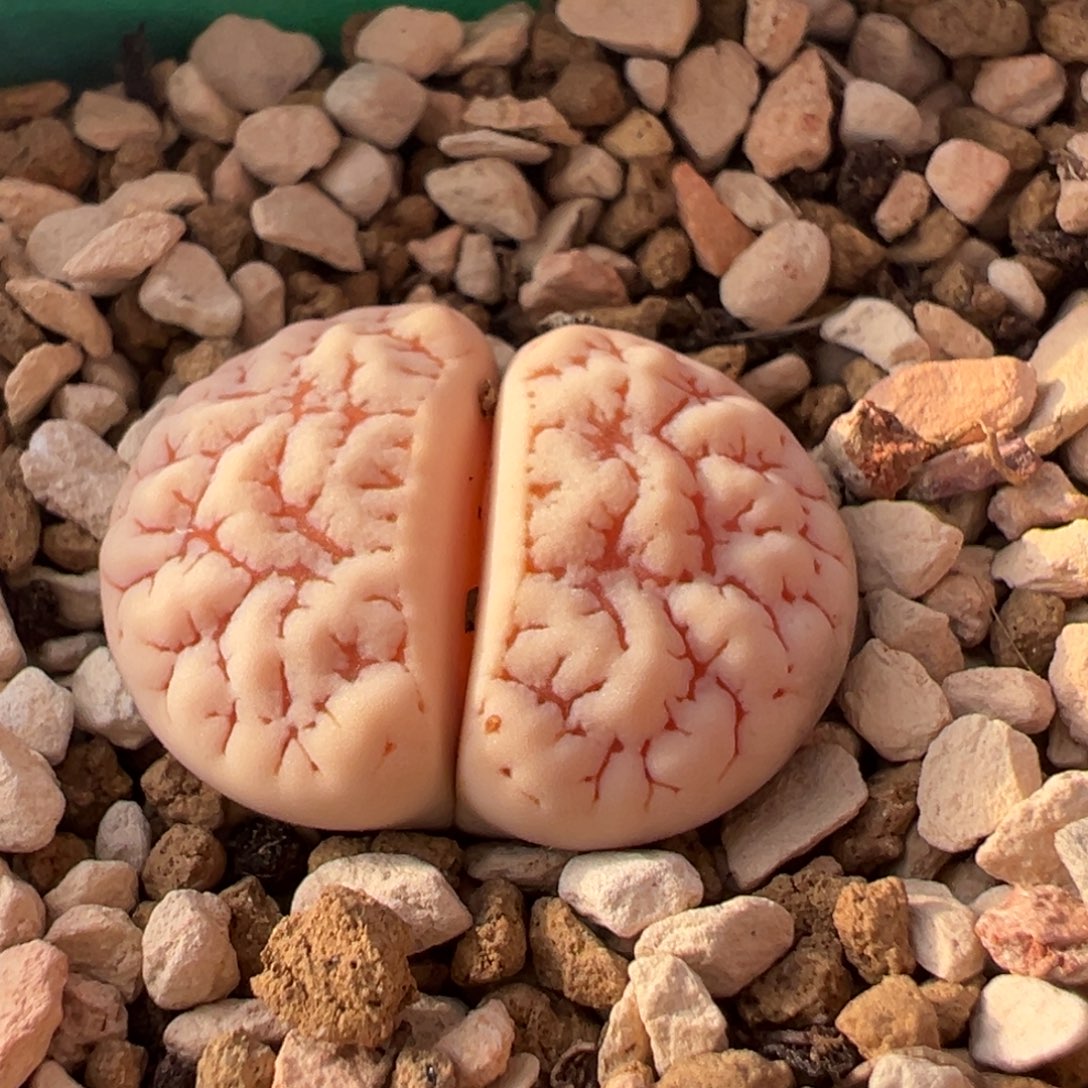 粉体脑花c189荒玉多肉