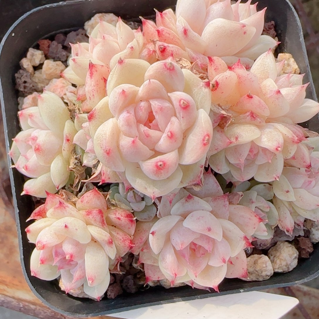 夏***甜花语多肉1214-261散