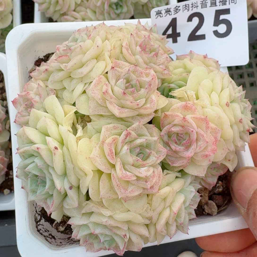 麦秆群生         多肉植物