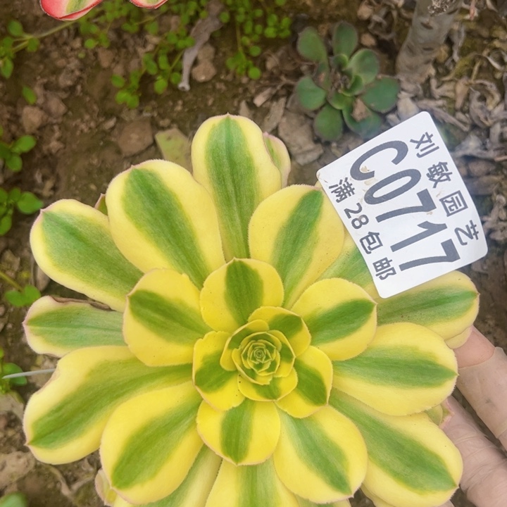 绿魄砍头多肉植物法师0717