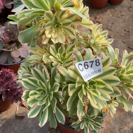 678艳日伞多肉植物