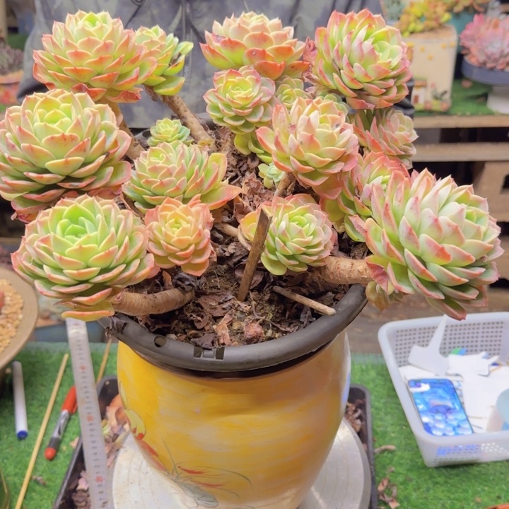 哈密瓜多肉植物0000009