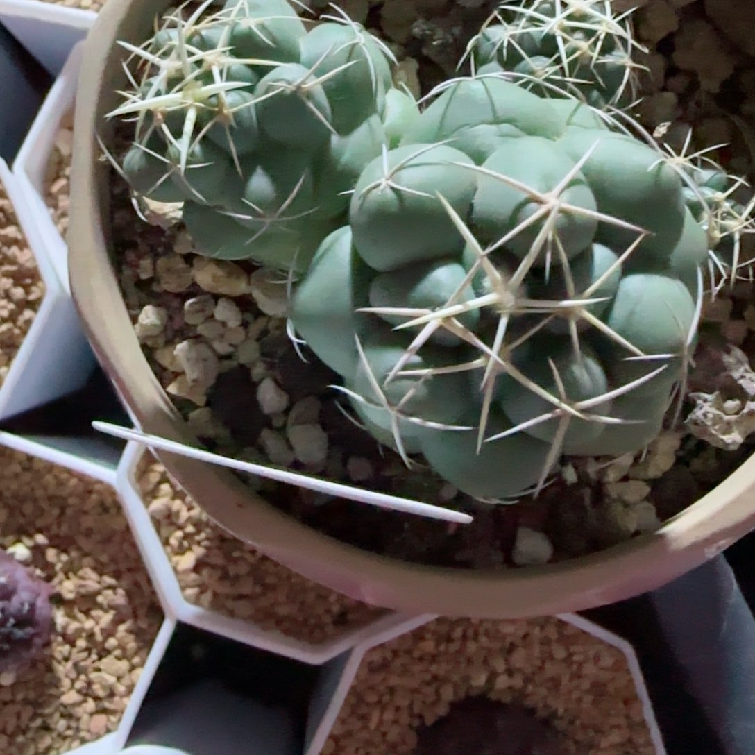 A29实生安宅象牙多肉