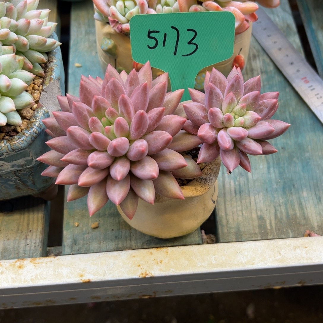 幕***念红蜻蜓5173号一物一拍