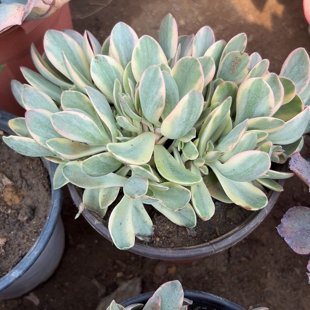 多肉植物多肉植物