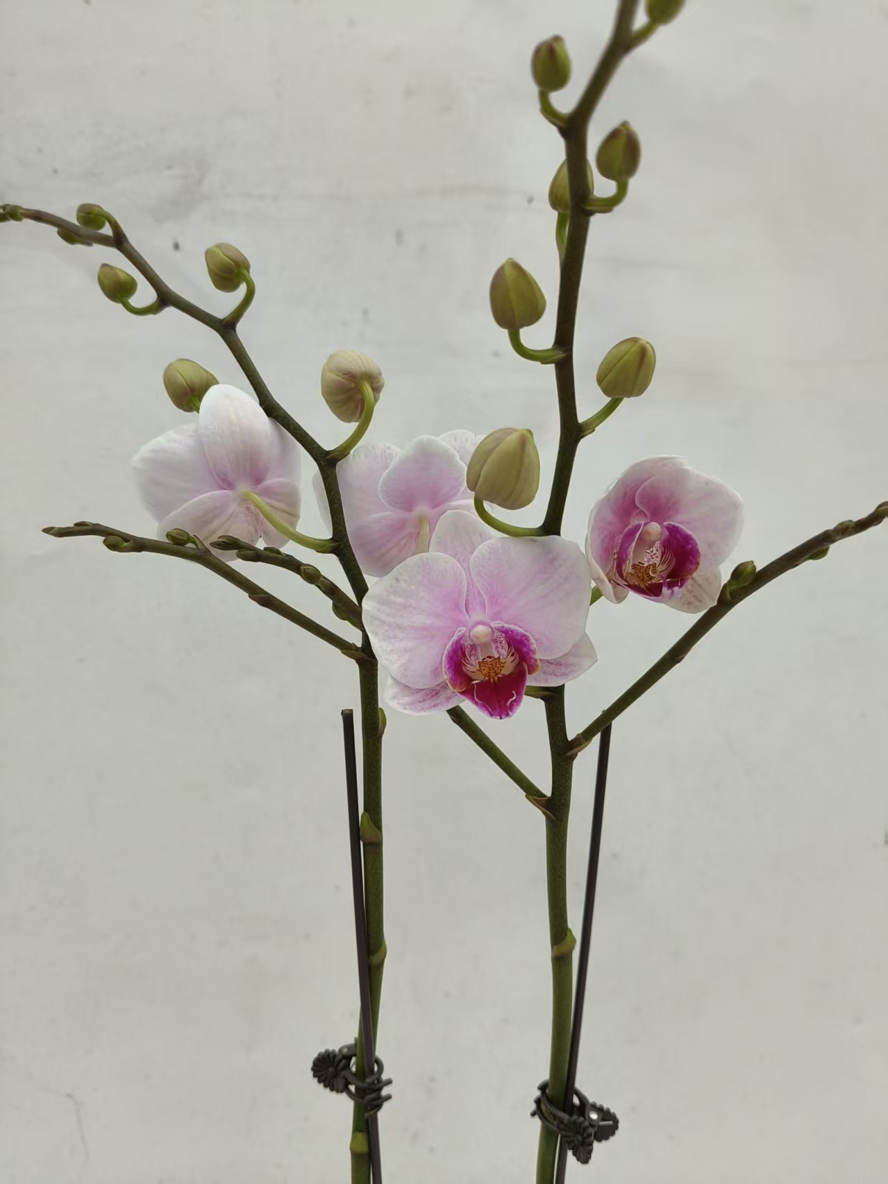 【小白兔双剑】梦语花卉蝴蝶兰 