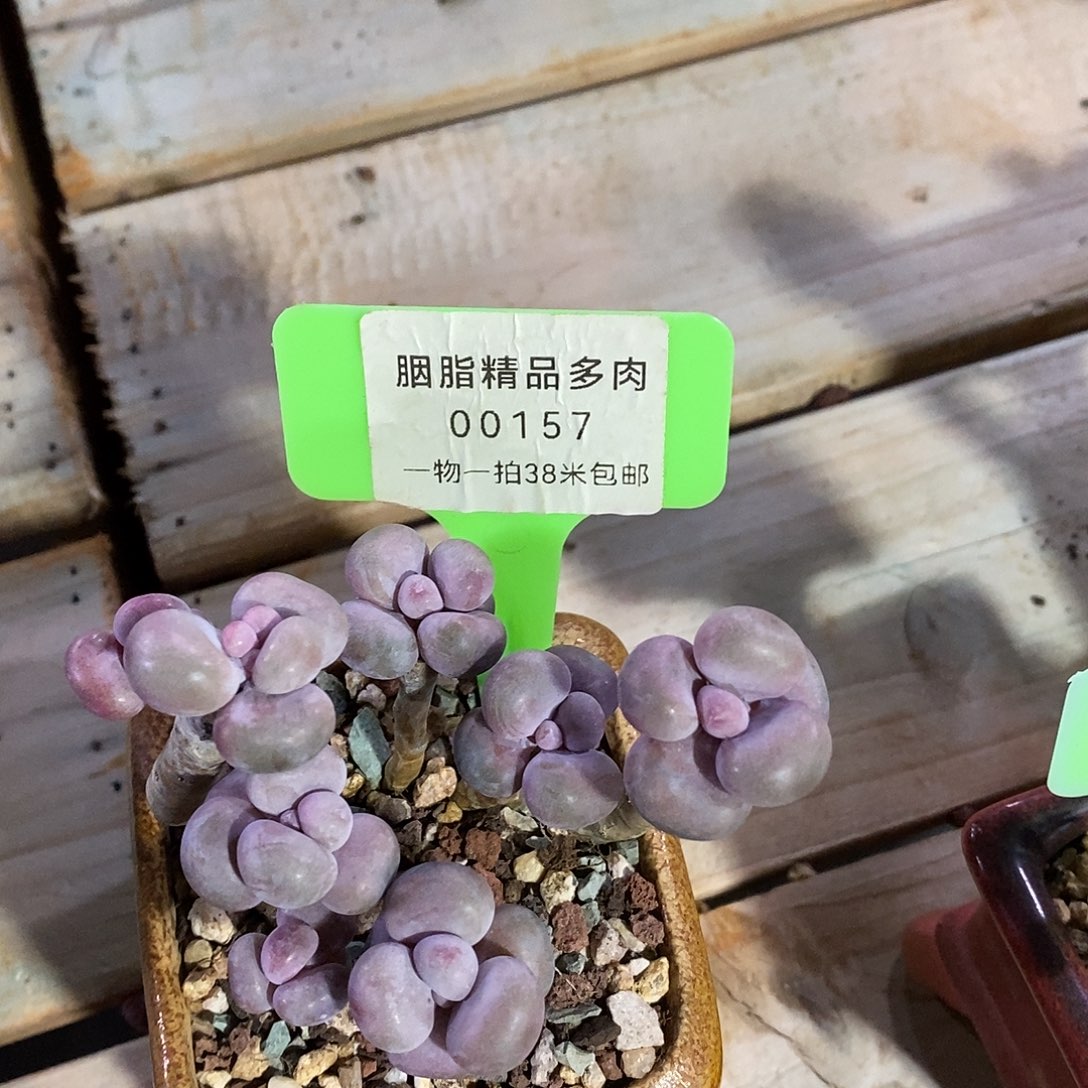 00157？out咯哦哦麻辣鸡