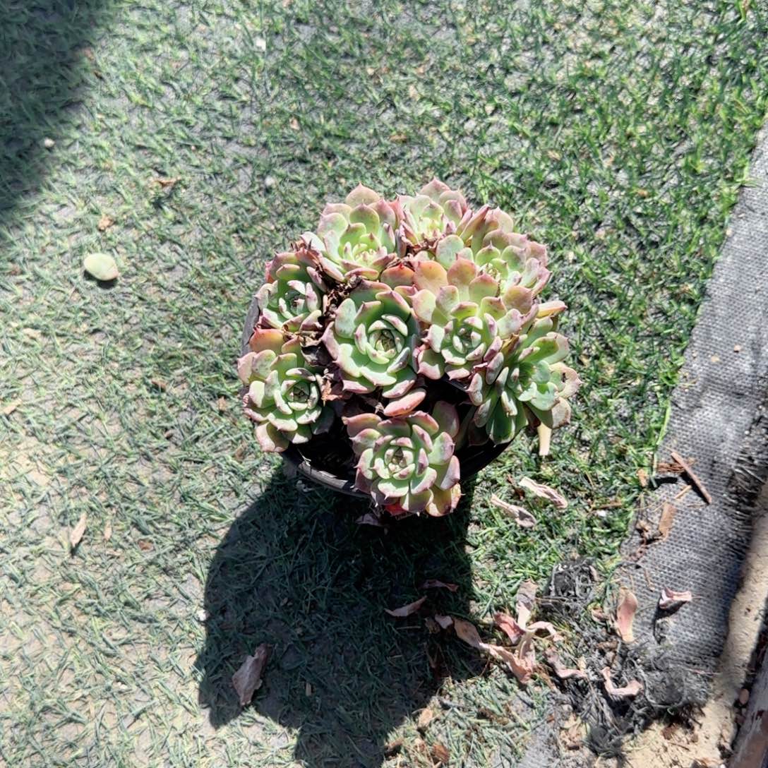 无花朵120蓝姬莲群生