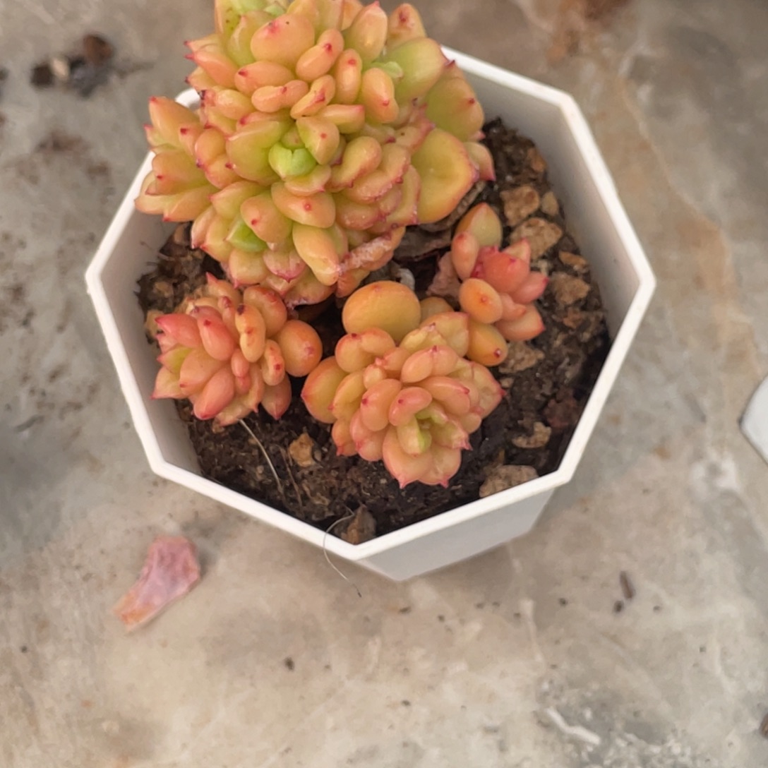 苹果花小群生满35包邮