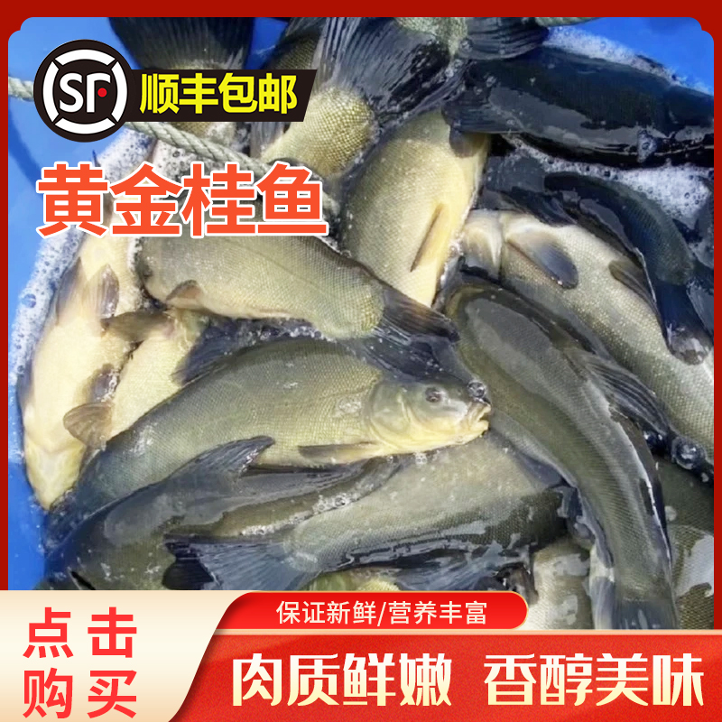 黄金桂鱼5斤顺丰包邮