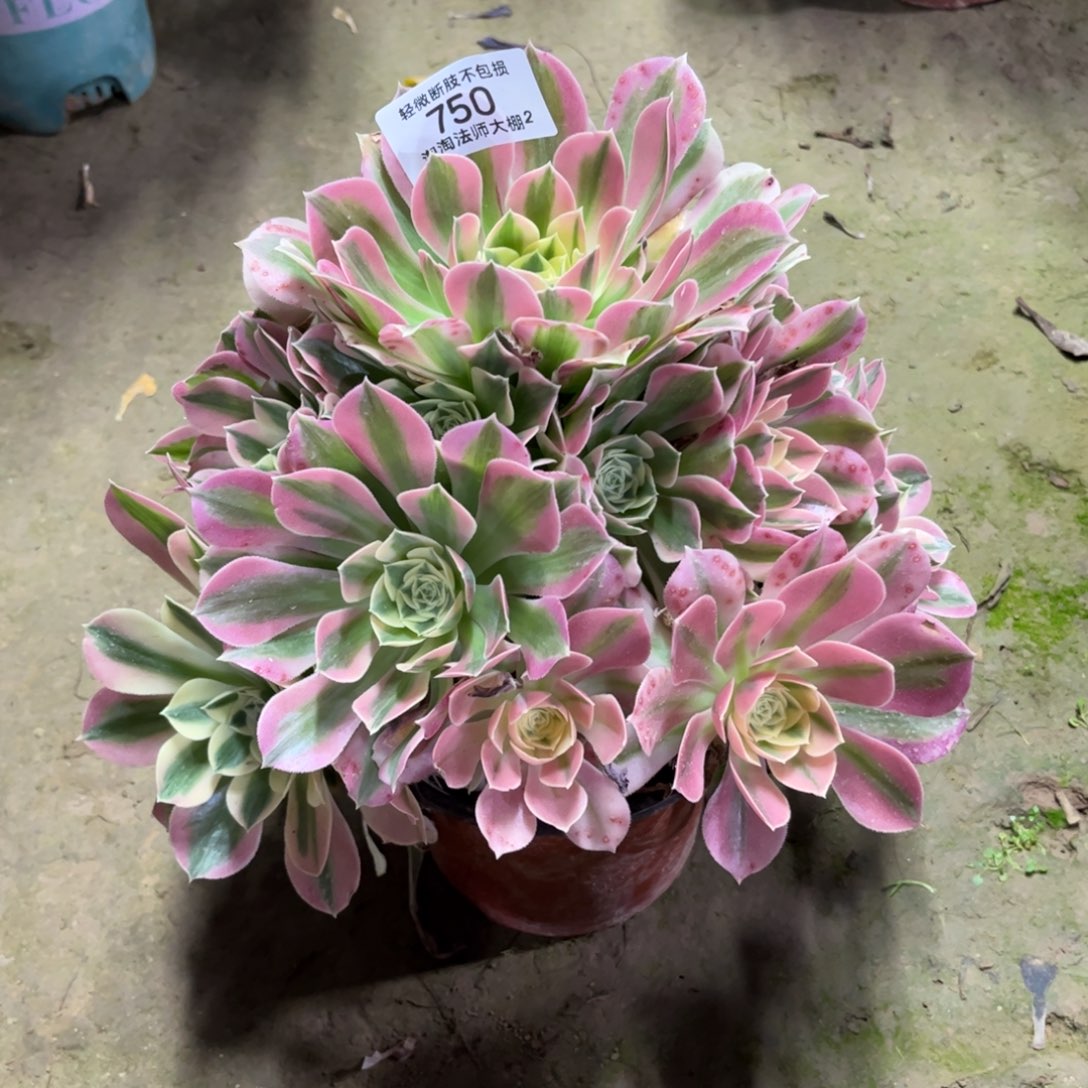 750白凤多肉植物法师