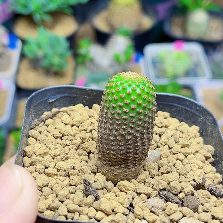 黄花黑斜子实生球
