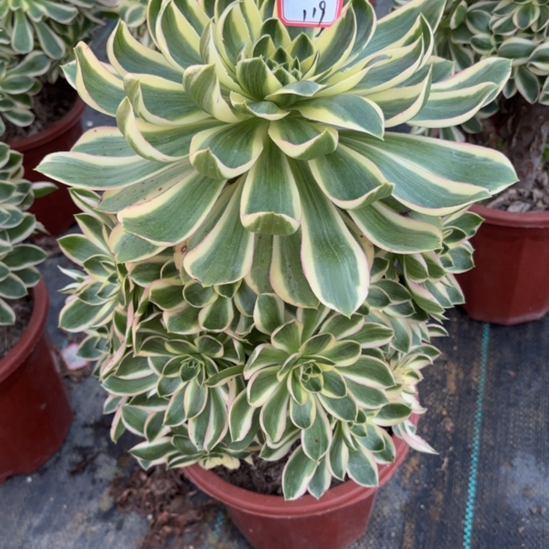 全部花朵蜜*～119青莲多肉植物