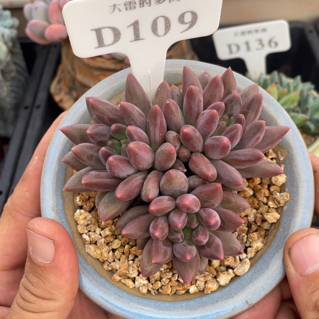 109红蜻蜓不带盆9厘米