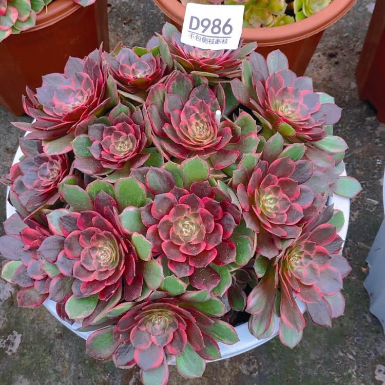 【闪购商品】n*n986红花郎多肉
