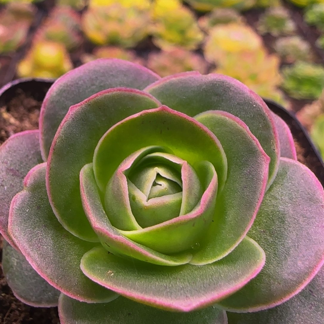 紫茱萸玫瑰12124676767686868666