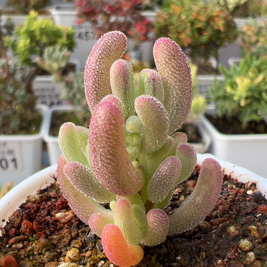 18-950紫闪光带一点点拉丝锦