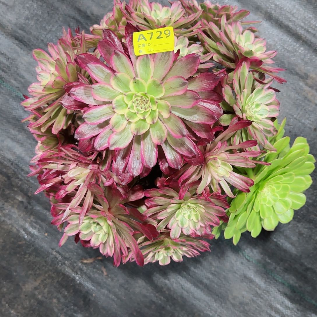 粉霞法师多肉植物729