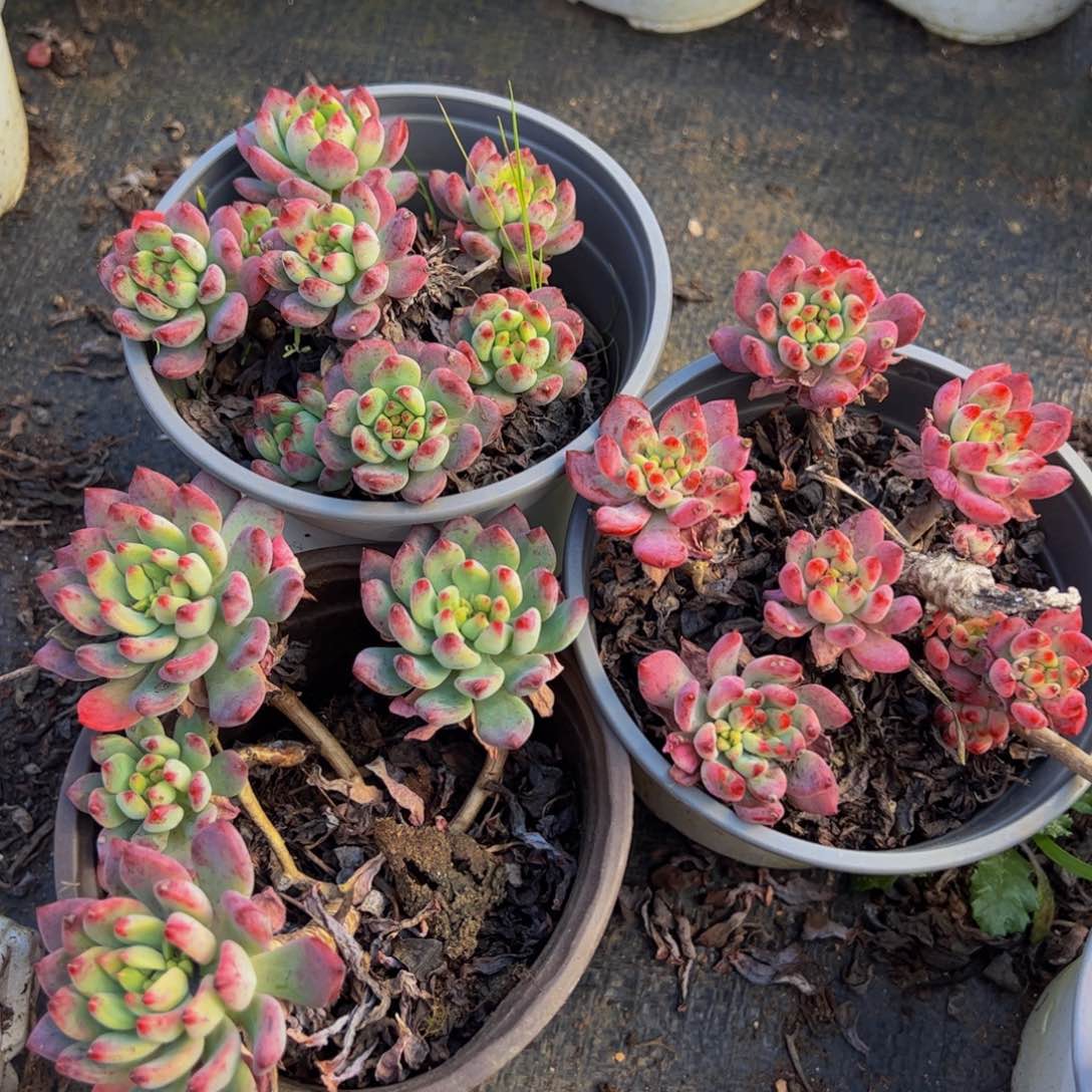 蓝苹果三盆120杯多肉