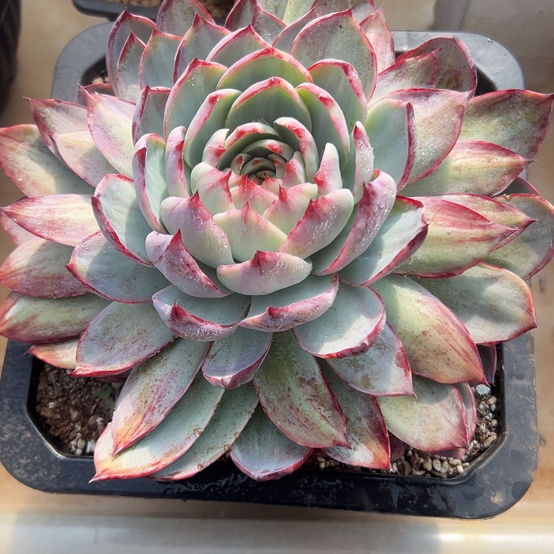 惊鸿仙子一物一拍