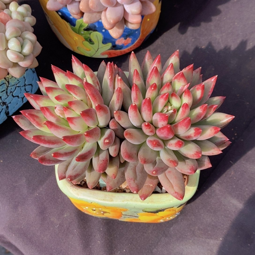 二代虞美人 一物一拍 