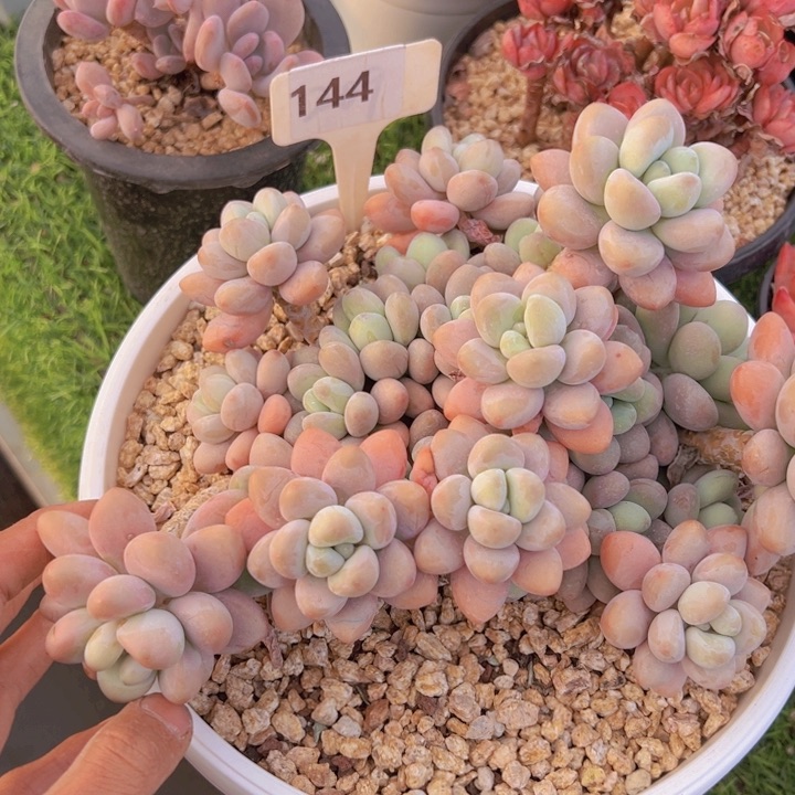 健健康康平平安安