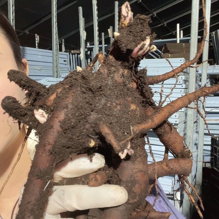 当前无花栽培后可以开花枕边语