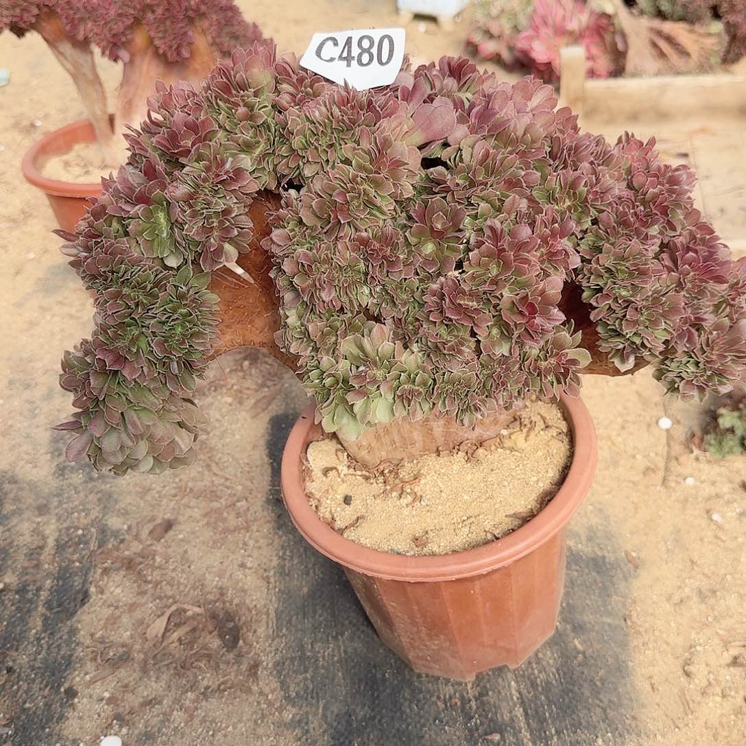 480玫瑰一颗呀呀