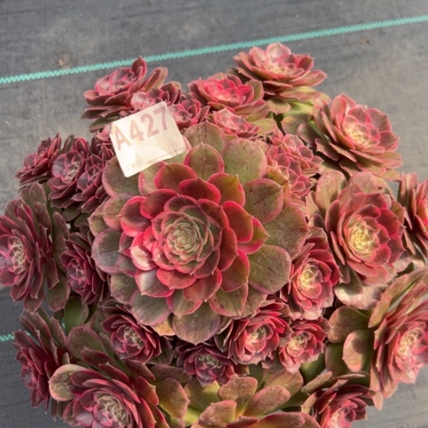 427粉花妖32厘米左右