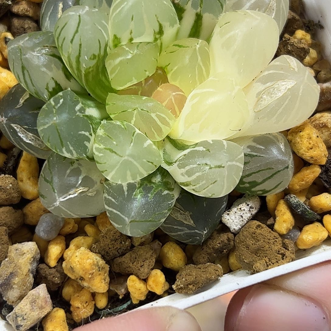 Om锦十二卷多肉植物满