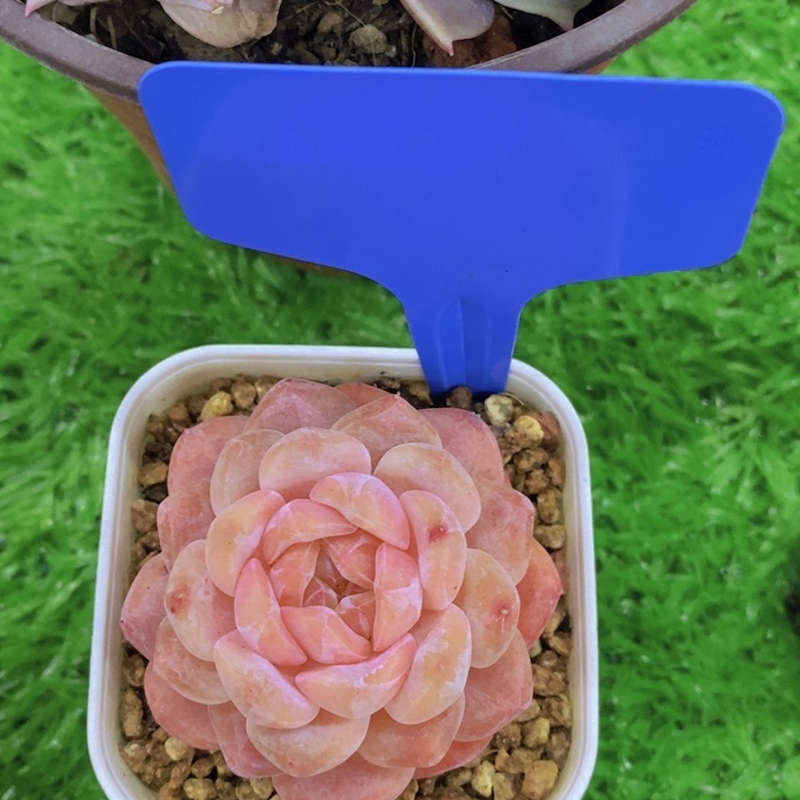 开心多肉，多肉植物