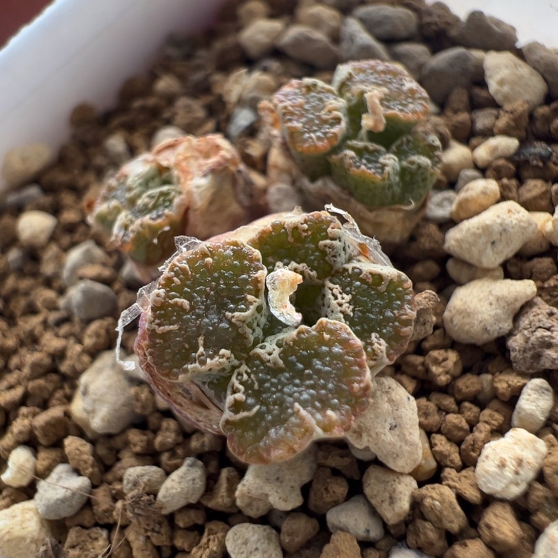 629优选超蝶大窗面