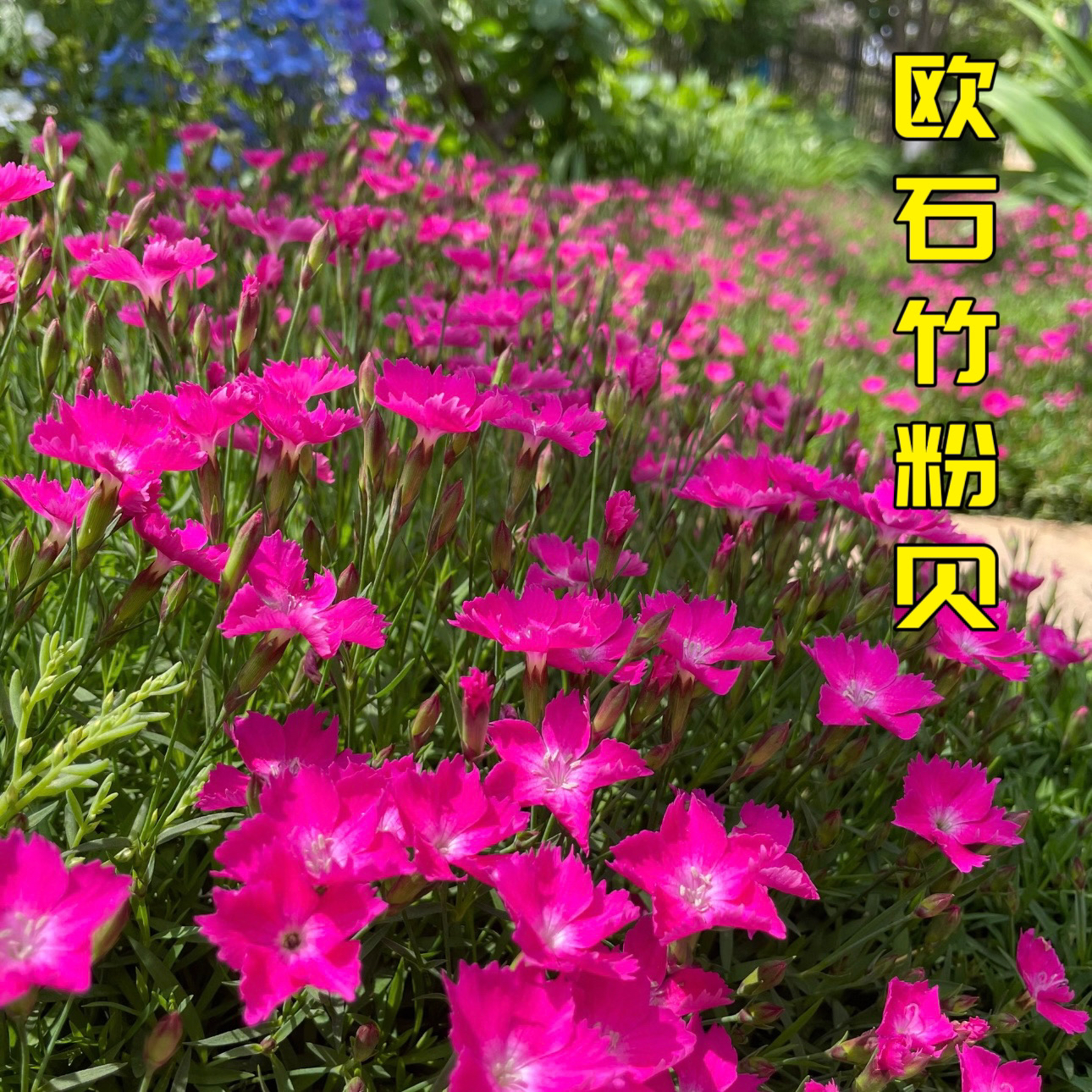 欧石竹多年生花卉耐寒耐热庭院四季开花地被植物
