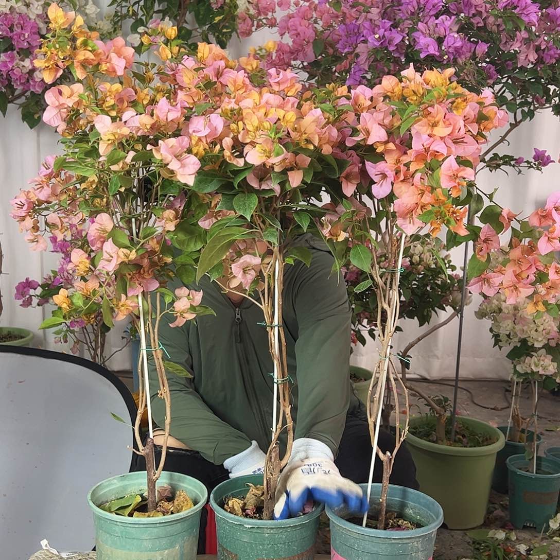 大部分花苞少量开放金发女郎带竹一棵，棒棒型