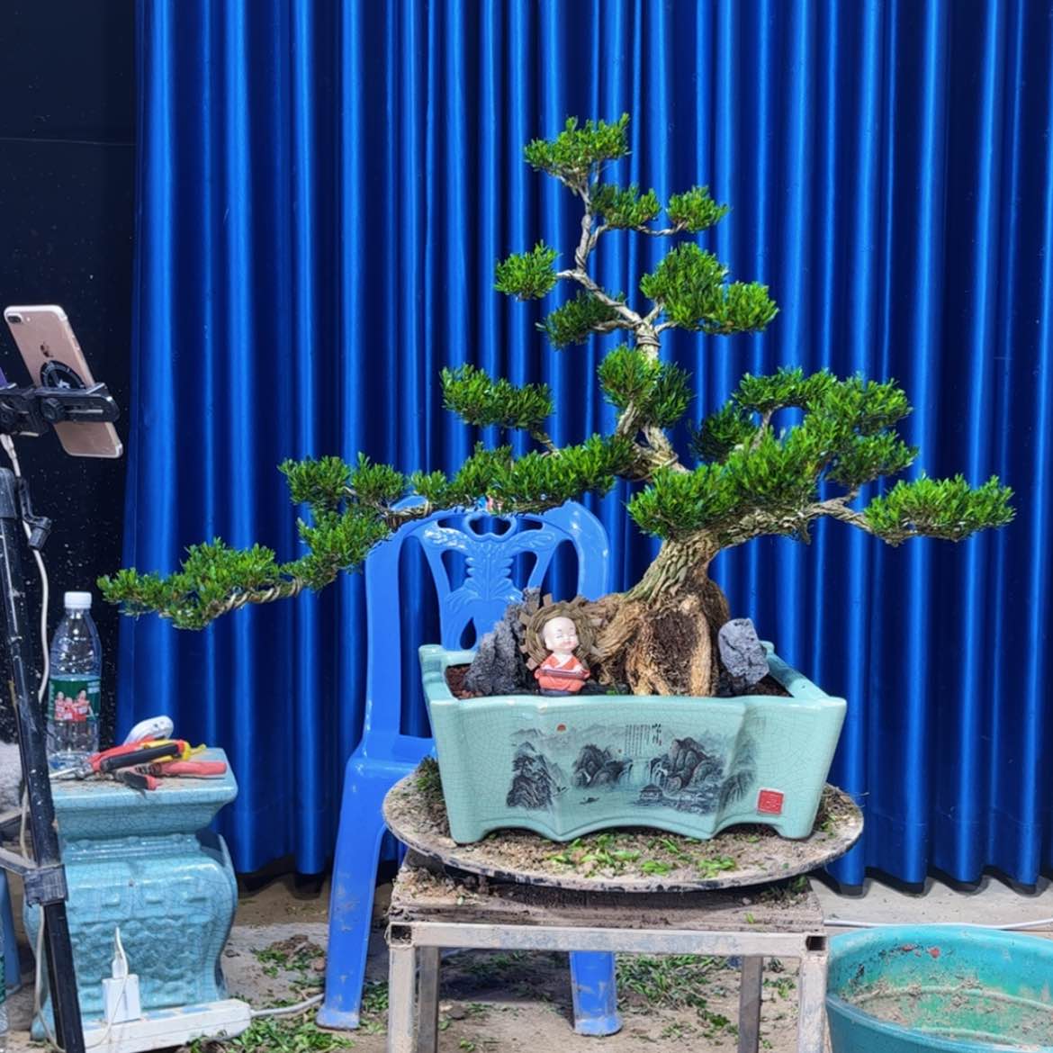 【闪购商品】广东雀舌黄杨盆景