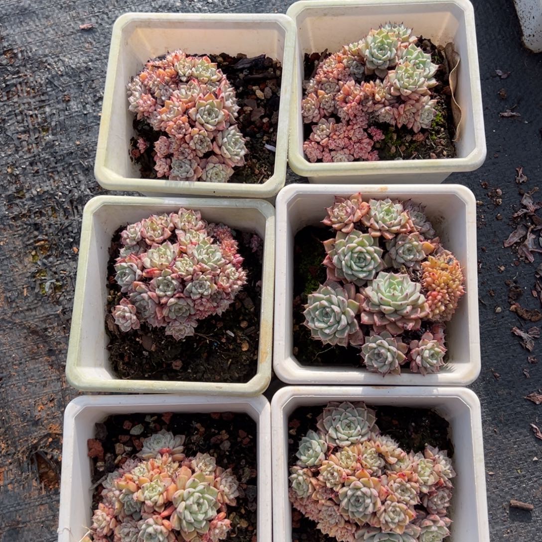 纱罗姬牡丹，图中任意一颗，尺寸8+