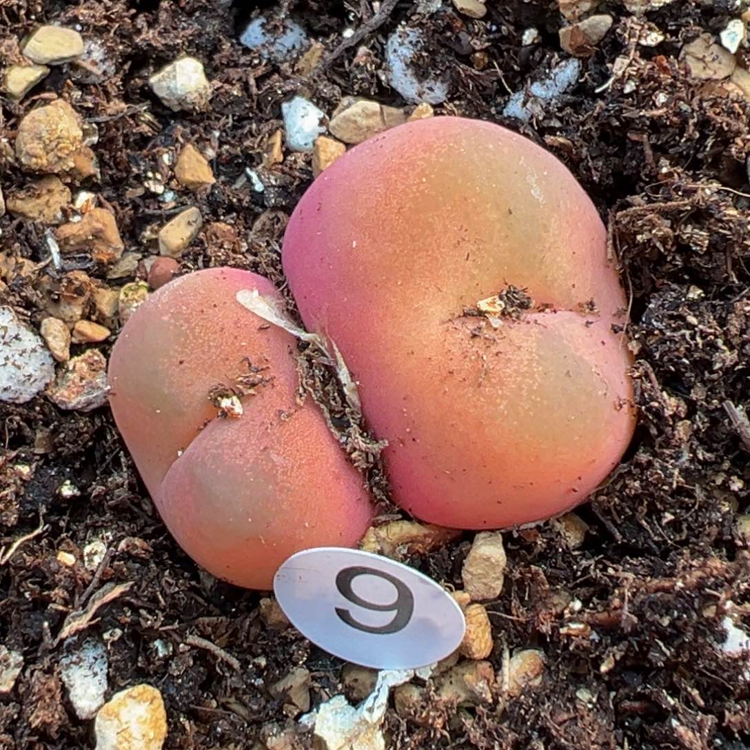 多肉植物111111111111111科