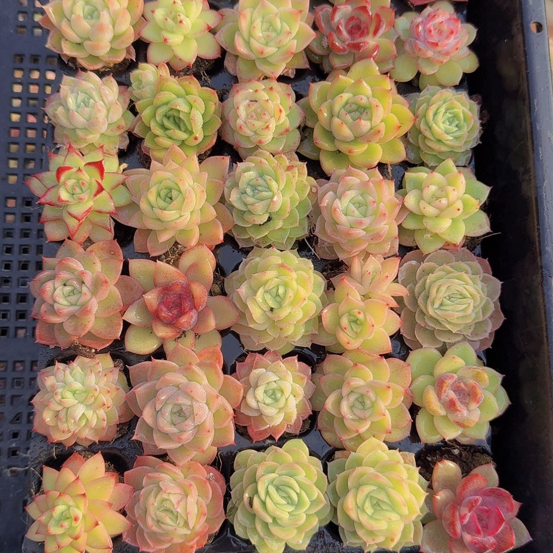 直播福利一物一拍35