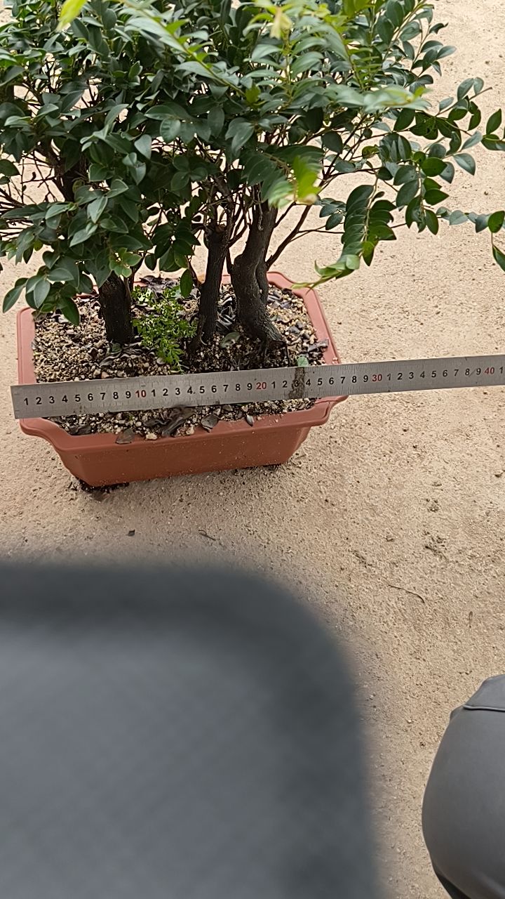 老庄小叶紫檀黑骨茶花卉耐寒观叶适办公室客厅原土原盆盆破不赔