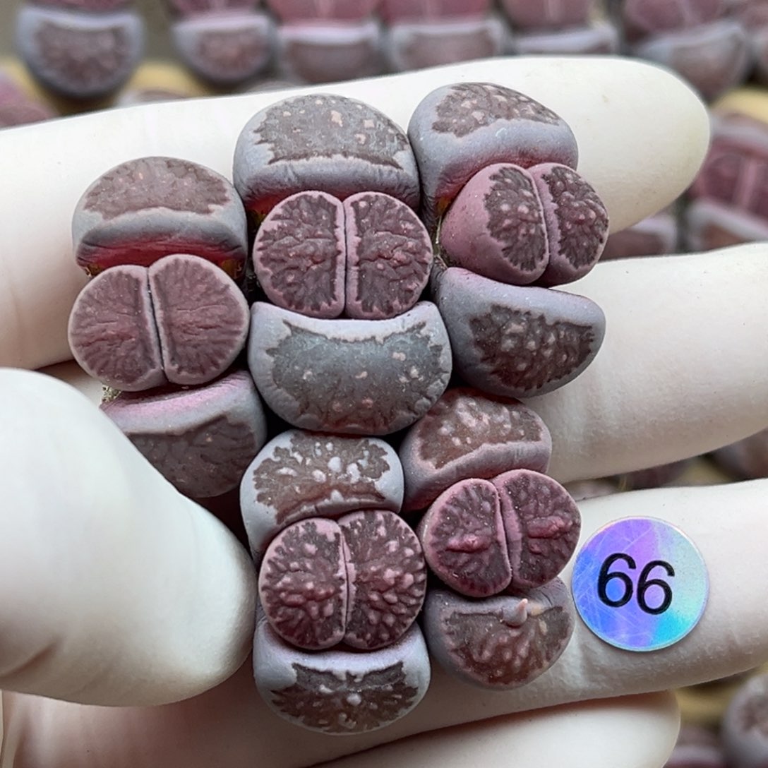 66号一首六棵紫菊发货