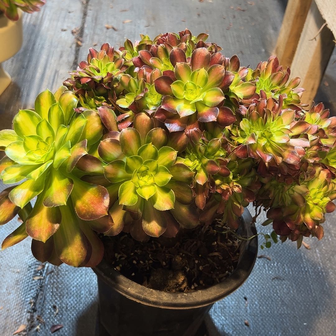 韶华缀化老桩朵缀