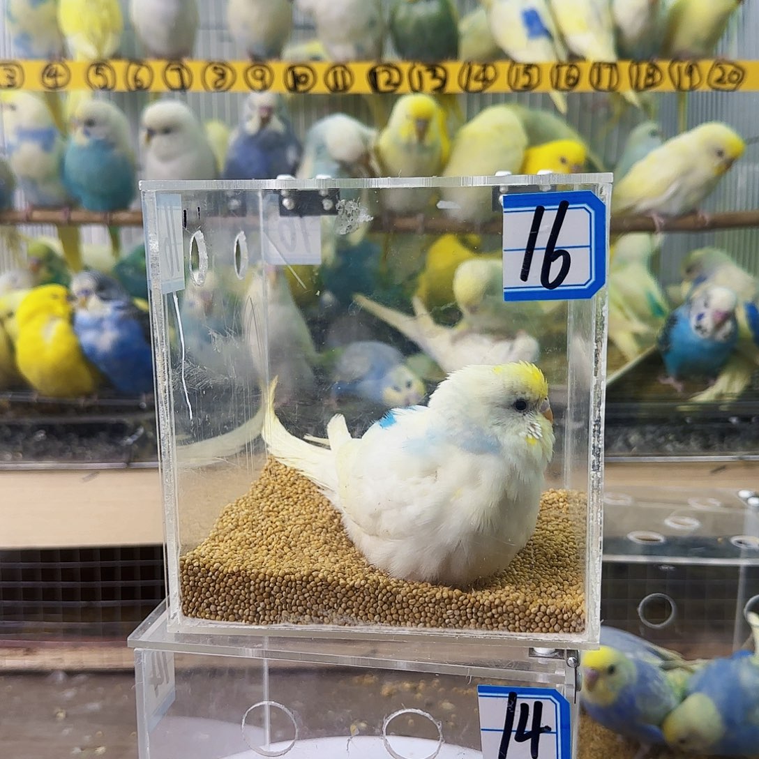 虎皮鹦鹉金彩母蓝腰