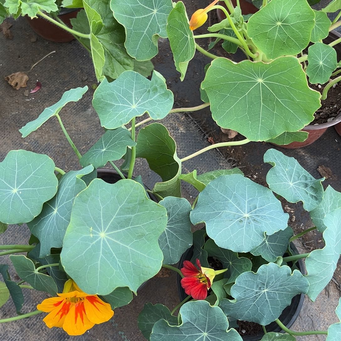 大部分花苞少量开放旱金莲