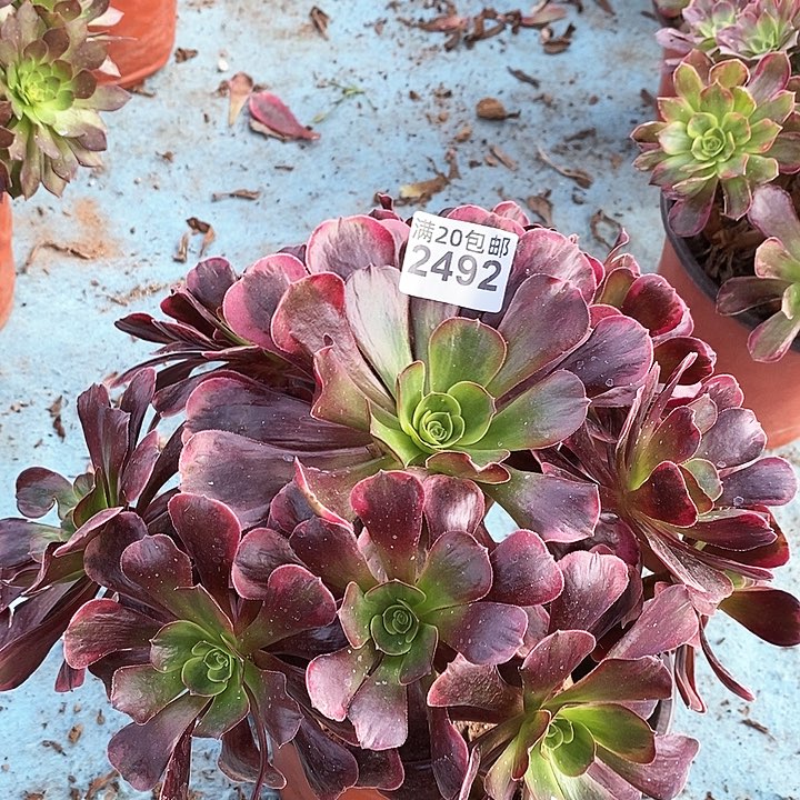 2492 一颗爱神法师