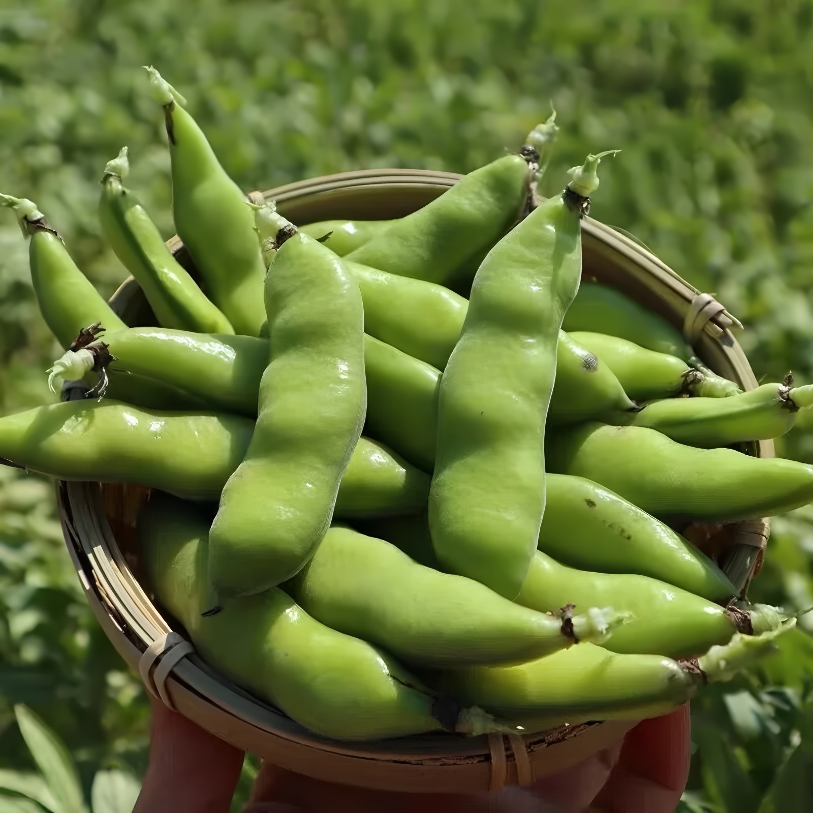 云南新鲜蚕豆现摘现发露天农家特色蔬菜