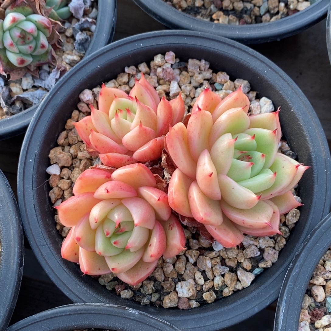 精品多肉一物一拍不包整72