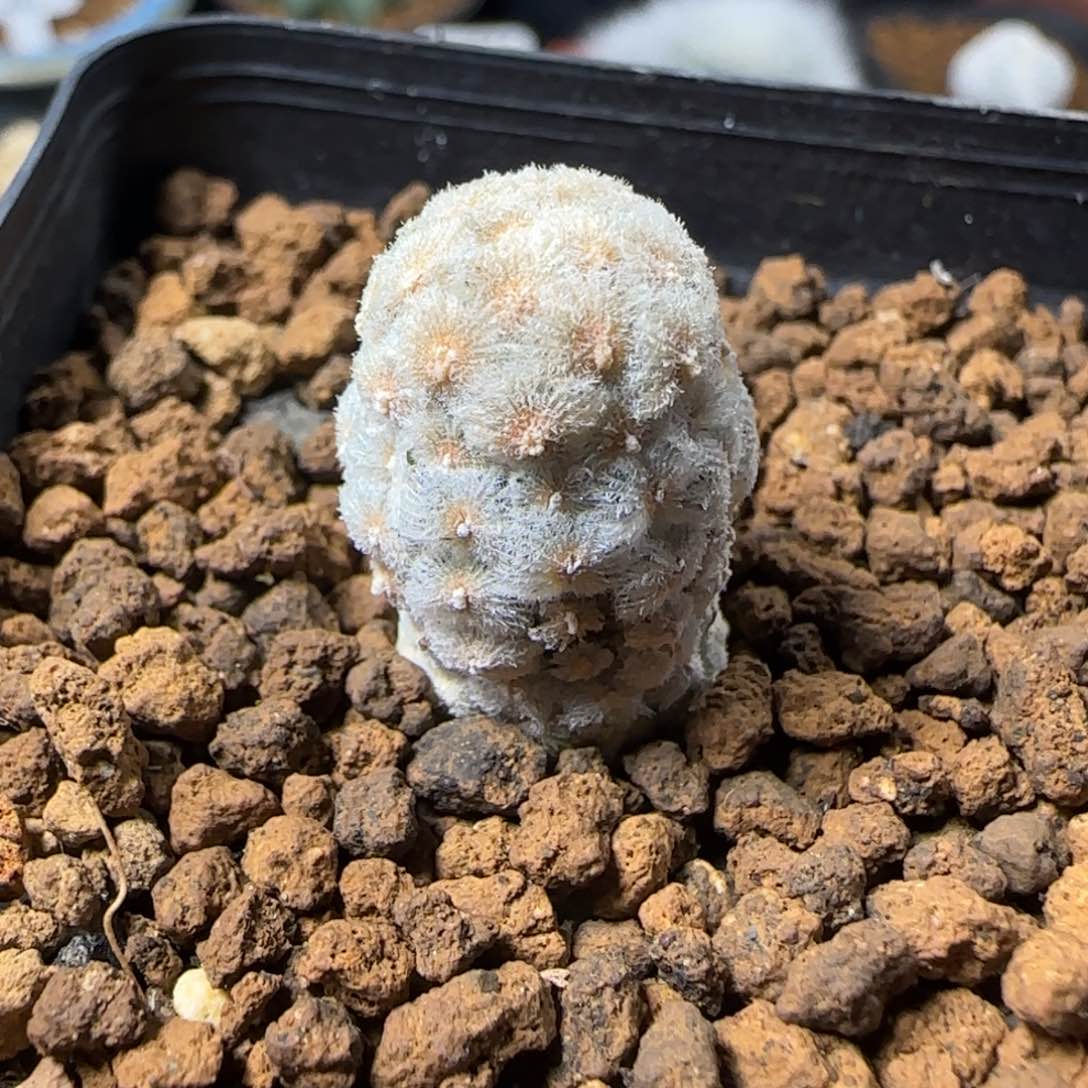 416实生戴斯尤多肉